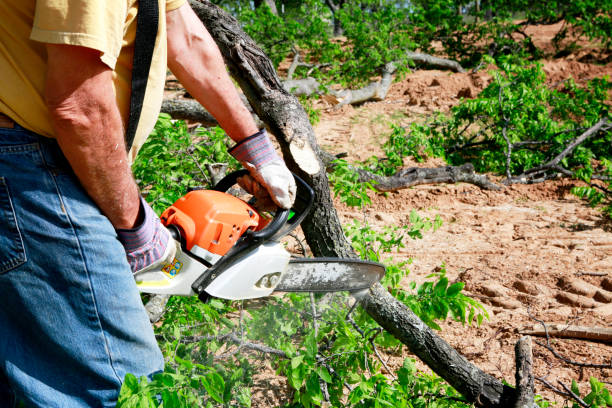 Los Altos, CA  Tree Services Company